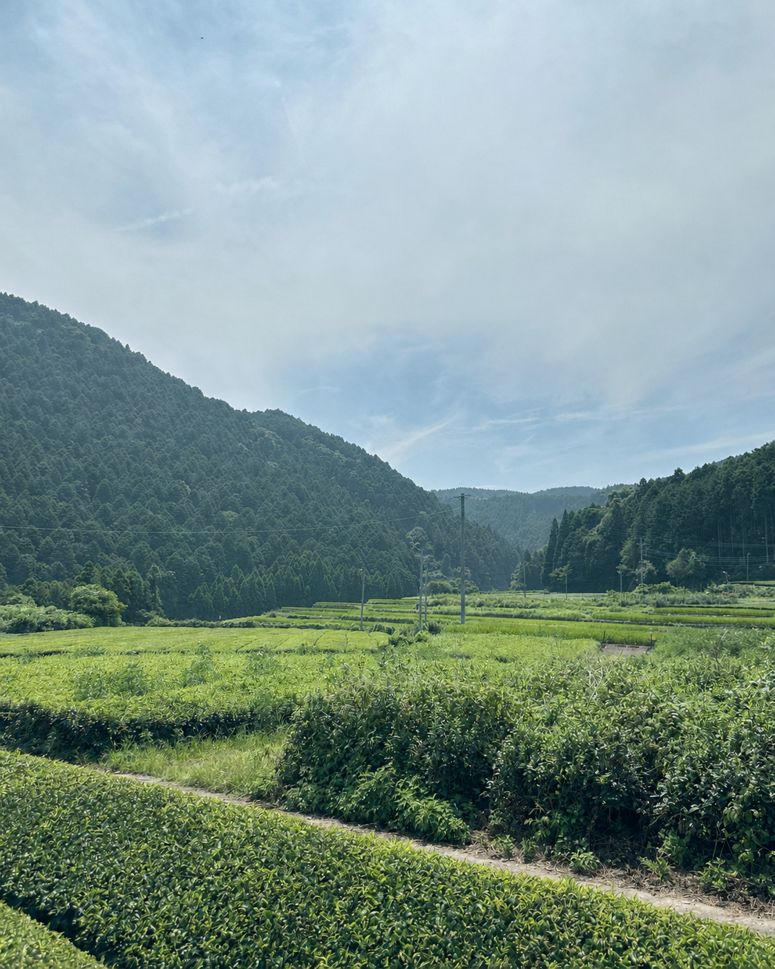 
                  
                    茶書｜静岡県産 柴龍 2nd
                  
                
