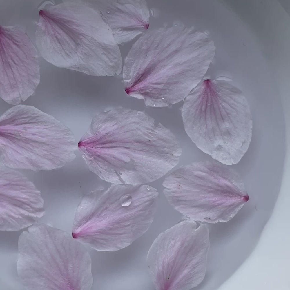 KAGUWA-和紅茶専門店-薄桜 Usuzakura